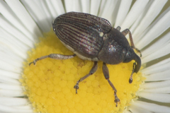 Odontocorynus umbellae