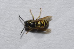 Vespula rufa