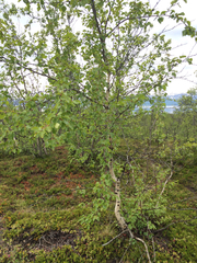 Betula pubescens pumila