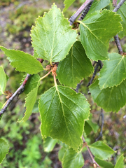 Betula pubescens pumila