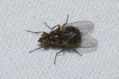 Haematobosca stimulans