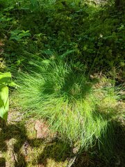 Carex tenuiflora