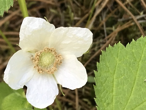 Rubus parviflorus