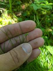 Carex tenuiflora