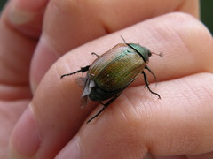 Anomala dubia