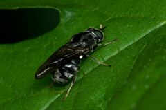 Adoxomyia