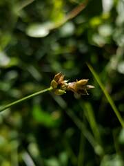 Carex chordorrhiza