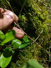 Carex chordorrhiza