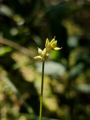 Carex tenuiflora