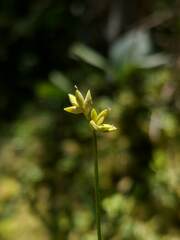 Carex tenuiflora