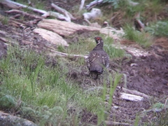 Canachites canadensis