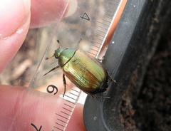 Anomala dubia