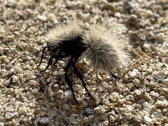 Dasymutilla sackenii