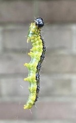 Cydalima perspectalis