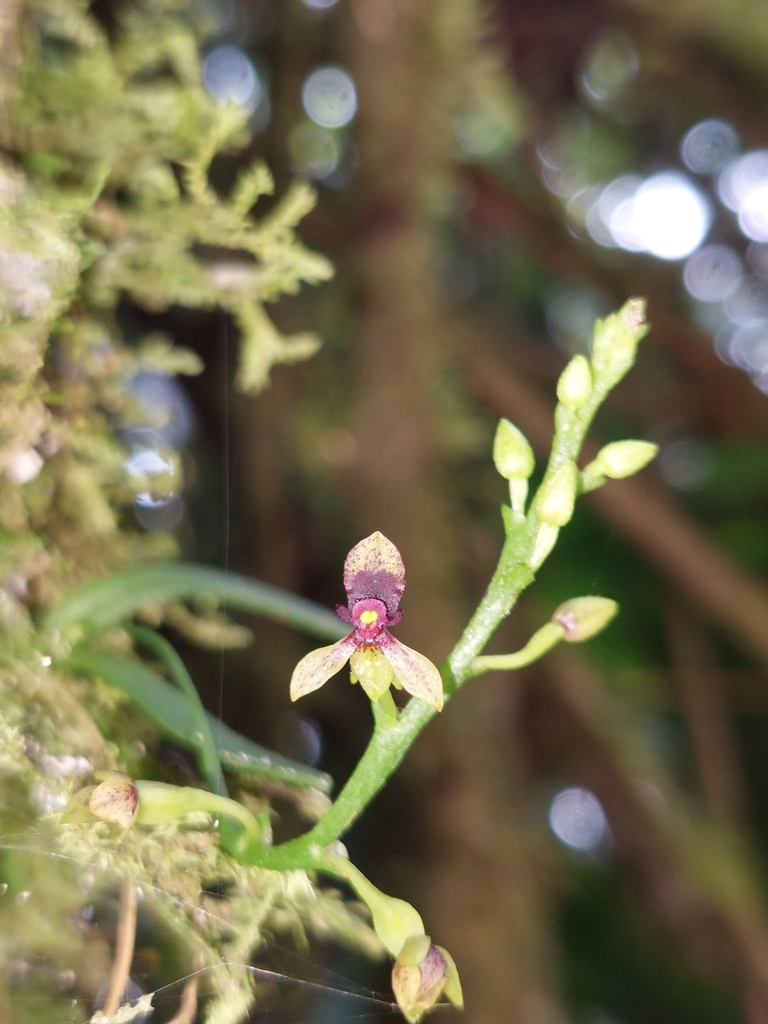 Telipogon williamsii