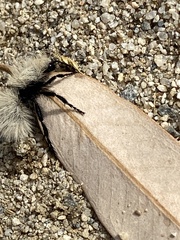 Dasymutilla sackenii