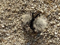 Dasymutilla sackenii