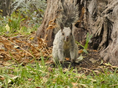 Sciurus stramineus