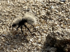 Dasymutilla sackenii