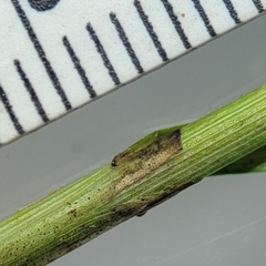 Carex prairea