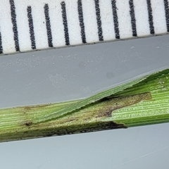 Carex prairea