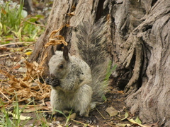 Sciurus stramineus