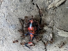 Euthyrhynchus floridanus