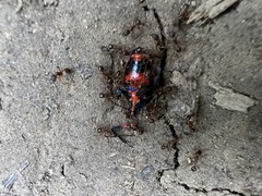 Euthyrhynchus floridanus