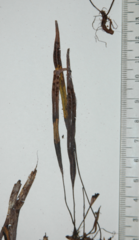 Oreogrammitis salticola