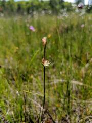 Juncus stygius americanus