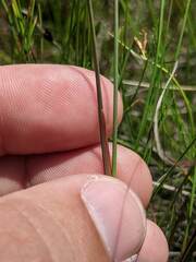 Juncus stygius americanus