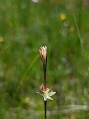 Juncus stygius americanus