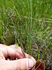 Juncus stygius americanus
