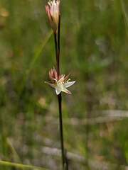 Juncus stygius americanus