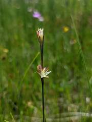 Juncus stygius americanus