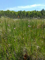 Juncus stygius americanus