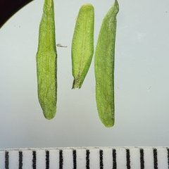 Galium labradoricum