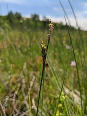 Carex livida