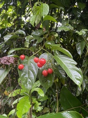 Witheringia meiantha