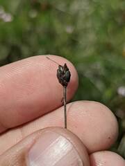 Xyris montana