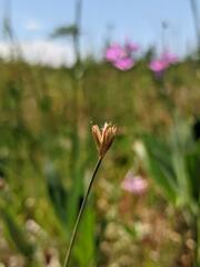 Juncus stygius americanus