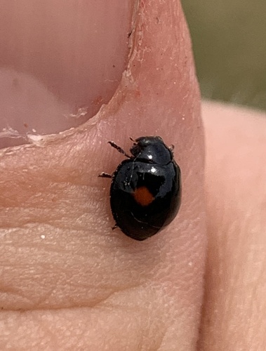 Twice-stabbed Lady Beetle photographed in Michigan