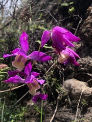 Bletia macristhmochila