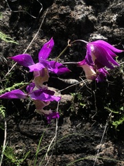 Bletia macristhmochila