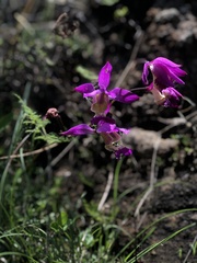 Bletia macristhmochila