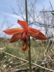Bletia coccinea