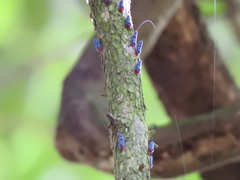 Amblyscarta ruficeps