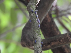 Amblyscarta ruficeps