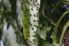 Oxytrigona tataira