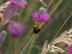 Bombus bimaculatus